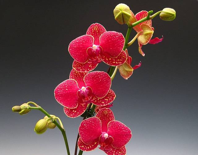 Ý Nghĩa Lan Hồ Điệp Đỏ Tượng Trưng Quyền Lực Và Thách Thức Muốn Chinh Phục Ý Nghĩa Lan Hồ Điệp Đỏ Tượng Trưng Quyền Lực Và Thách Thức Muốn Chinh Phục