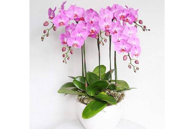 Ý Nghĩa Lan Hồ Điệp Hồng Thể Hiện Sắc Đẹp Rực Rỡ Và Cuốn Hút Ý Nghĩa Lan Hồ Điệp Hồng Thể Hiện Sắc Đẹp Rực Rỡ Và Cuốn Hút