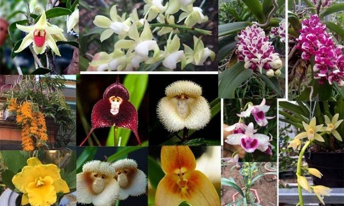Các Loại Lan Các Loại Lan