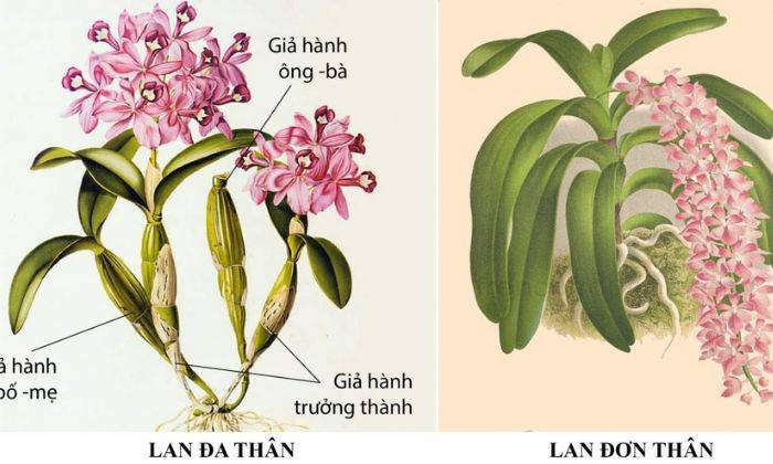 Các Loại Lan Các Loại Lan