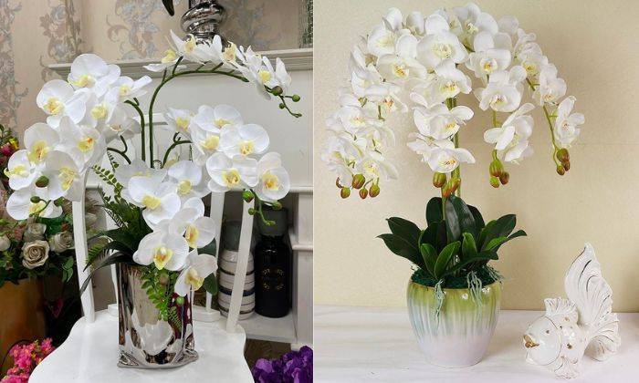 Lan Hồ Điệp Giả Lan Hồ Điệp Giả