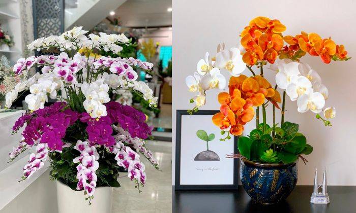 Lan Hồ Điệp Giả Lan Hồ Điệp Giả