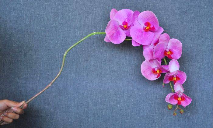 Lan Hồ Điệp Giả Lan Hồ Điệp Giả