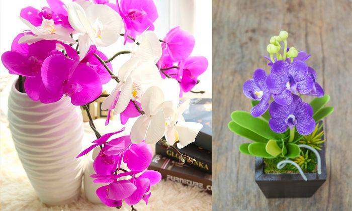 Lan Hồ Điệp Giả Lan Hồ Điệp Giả