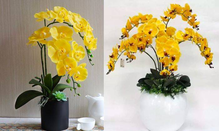 Lan Hồ Điệp Giả Lan Hồ Điệp Giả