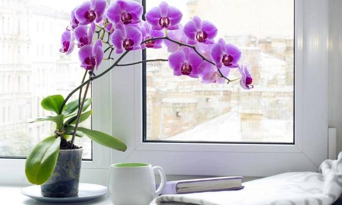 Mẫu Hồ Điệp Mẫu Hồ Điệp