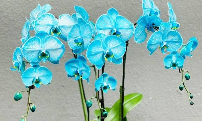 Mẫu Hồ Điệp Mẫu Hồ Điệp