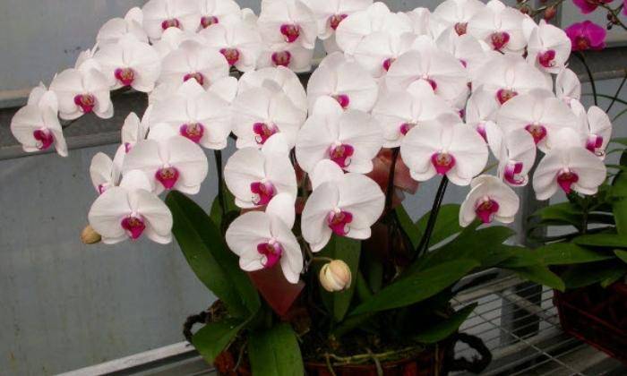 Mẫu Hồ Điệp Mẫu Hồ Điệp