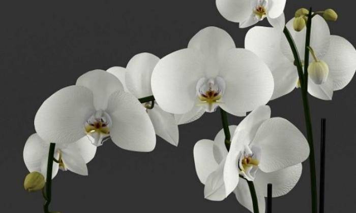Mẫu Hồ Điệp Mẫu Hồ Điệp