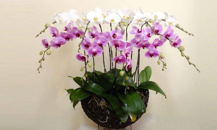 Mẫu Hồ Điệp Mẫu Hồ Điệp