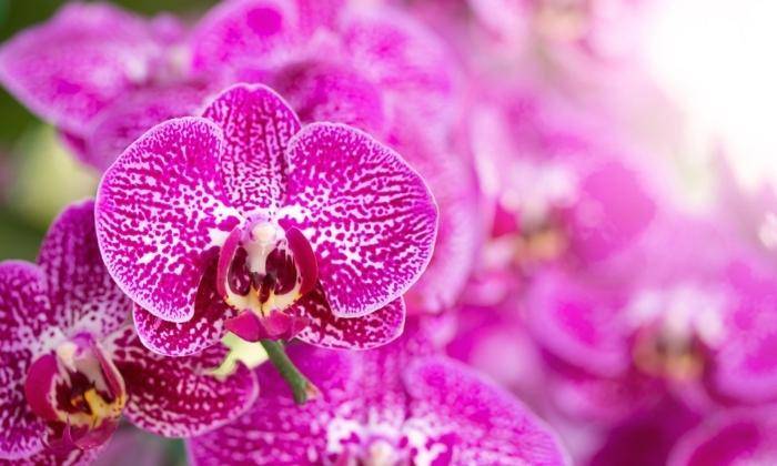 Xuất Xứ Lan Hồ Điệp Xuất Xứ Lan Hồ Điệp