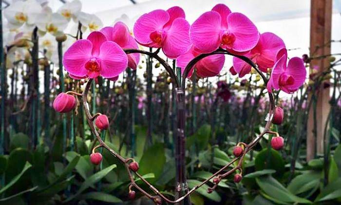 Xuất Xứ Lan Hồ Điệp Xuất Xứ Lan Hồ Điệp