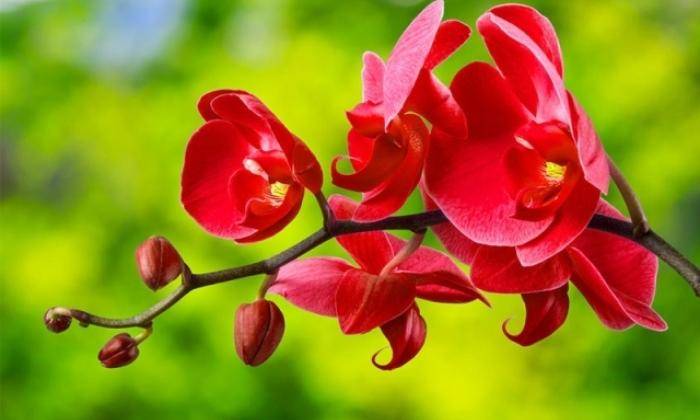 Xuất Xứ Lan Hồ Điệp Xuất Xứ Lan Hồ Điệp