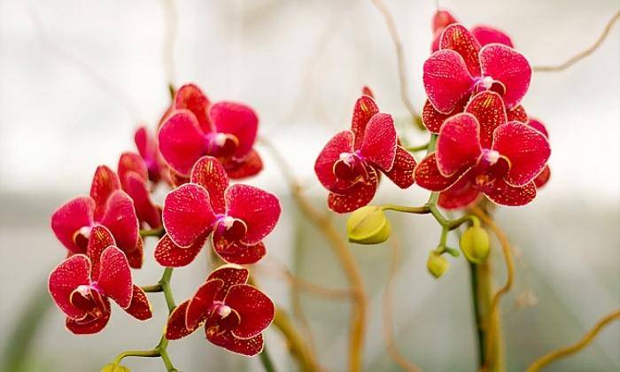 Xuất Xứ Lan Hồ Điệp Xuất Xứ Lan Hồ Điệp