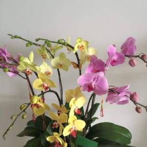 Chậu Hồ Điệp Đa Sắc 8 Cành