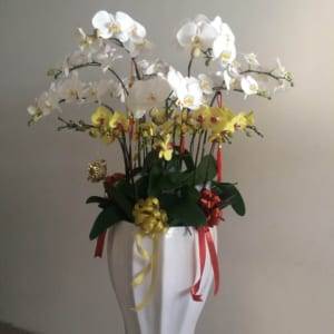 Chậu hồ điệp đa sắc - sắc hoa yêu thương