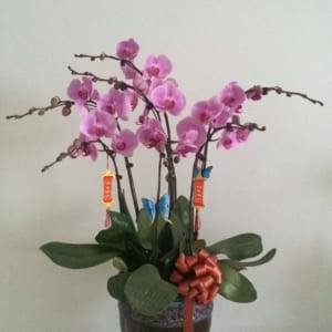 Chậu hồ điệp hồng 7 cành