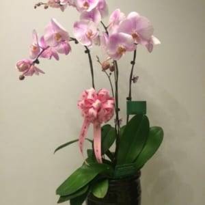 Chậu hồ điệp hồng - quà tặng tình yêu