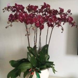 Chậu hồ điệp tím 8 cành