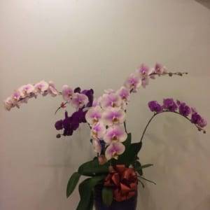 Chậu hồ điệp tống tím 6 cành
