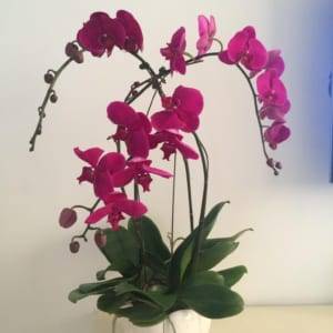 Chậu Hồ Điệp - Trái Tim Tình Yêu