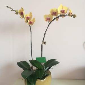 Chậu hồ điệp vàng tinh tế
