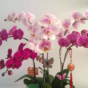 Chậu Hoa Hồ Điệp Trắng Tím 7 Cành