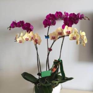 Chậu hoa lan hồ điệp 5 cành