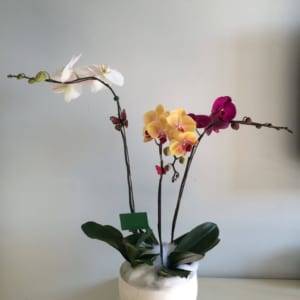 Chậu hoa lan hồ điệp sắc màu
