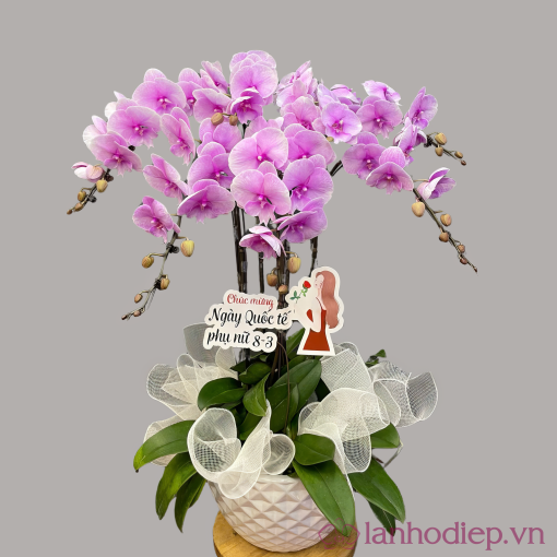 Chau Lan Ho Diep 7 Canh 1