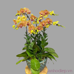 Chau Lan Ho Diep 7 Canh