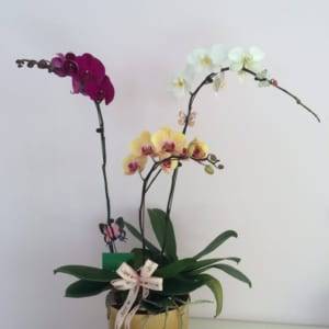 Chậu lan hồ điệp văn phòng