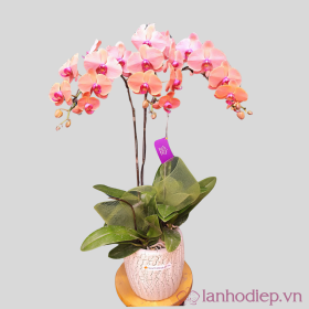 Ho Diep Cam 3Canh