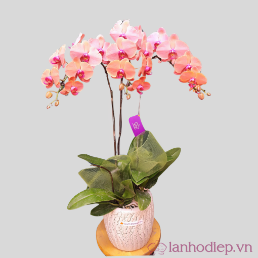 Ho Diep Cam 3Canh