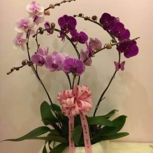 Lan hồ điệp - chậu hoa cầu hôn
