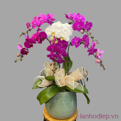 Lan Ho Diep Da Sac 8Canh
