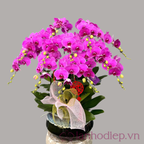 Lan Ho Diep Da Sac Tet 3