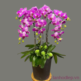 Lan Ho Diep Den Long