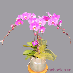 Lan Ho Diep Hong 3Canh