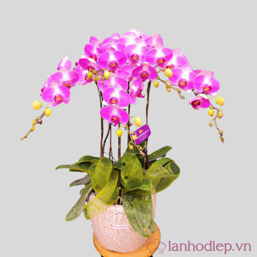 Lan Ho Diep Tim 6C 3