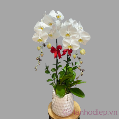 Lan Ho Diep Trang 2C