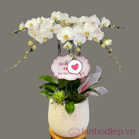 Lan Ho Diep Trang 5C 2