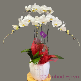 Lan Ho Diep Trang 5Canh 2