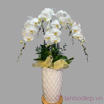 Lan Ho Diep Trang 5Canh