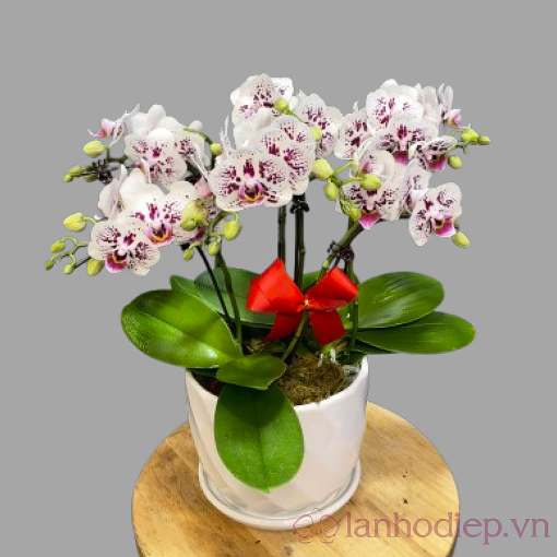 Lan Ho Diep Trang Dom 6Canh