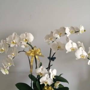 Lan Hồ Điệp Trắng - Hoa Mừng Sinh Nhật