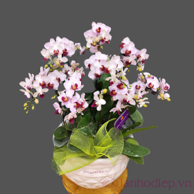 Lan Ho Diep Trang Nhuy Tim