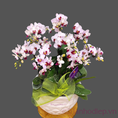 Lan Ho Diep Trang Nhuy Tim