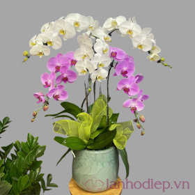 Lan Ho Diep Trang Tim 5C