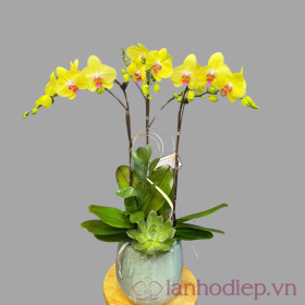 Lan Ho Diep Vang 3C 2